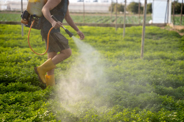 Best Pest Prevention Services  in Westwego, LA