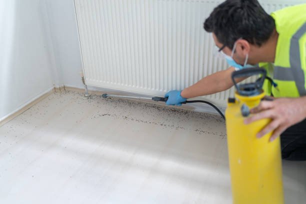 Best Insect Control  in Westwego, LA