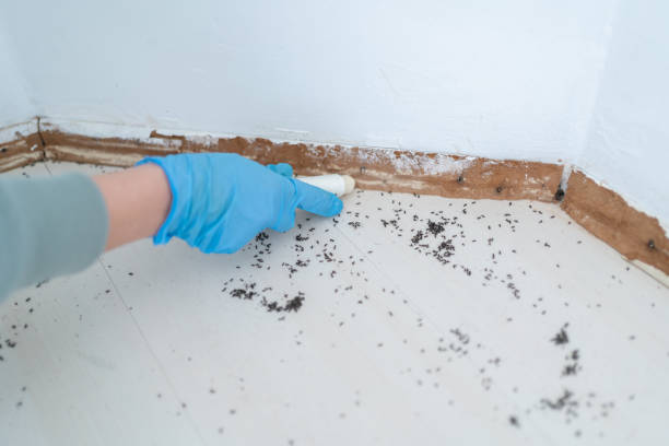 Pest Control for Restaurants in Westwego, LA